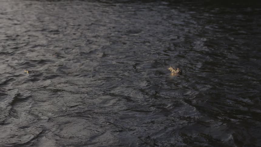 A fish is swimming to the surface of water