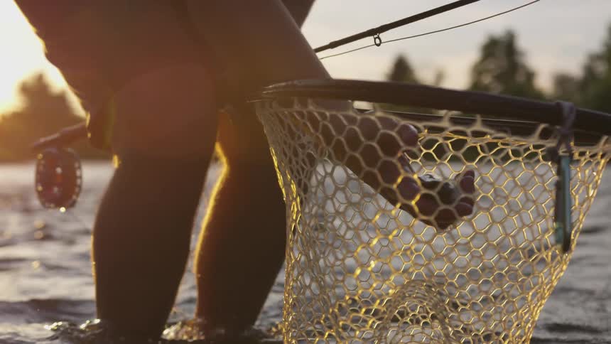 A man is picking up a fish out of a net at sunset
