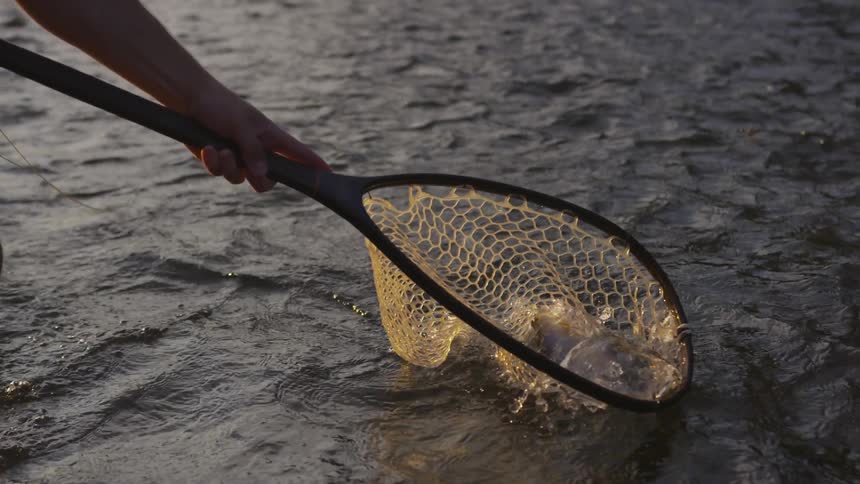 A fisherman scoops up a thrashing fish in a net