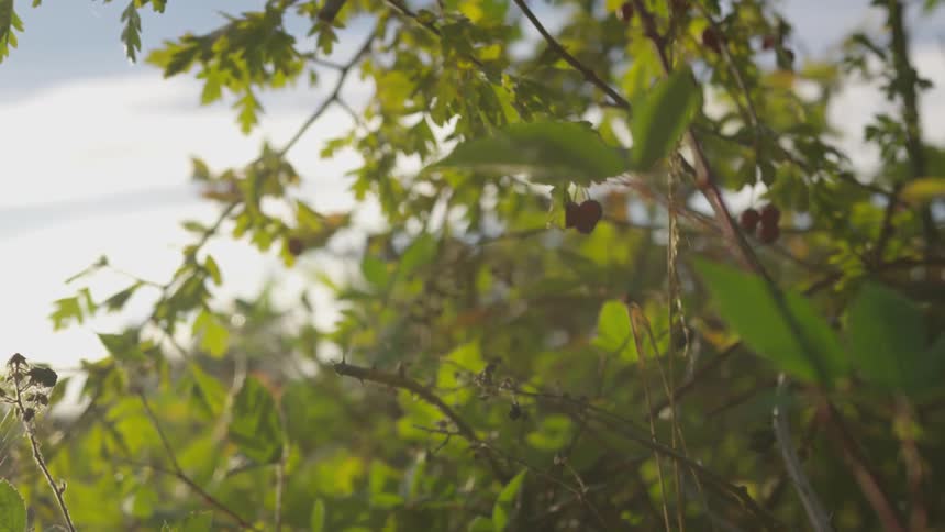 The leaves are green on the branches