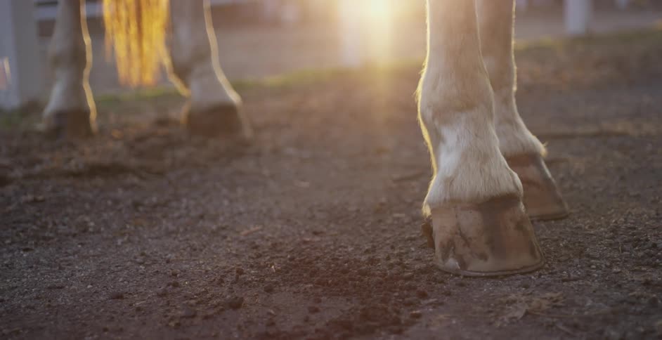 A horse's hooves standing in the dirt in daylight