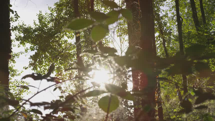 The sun shines through green leaves and a spider web in the forest