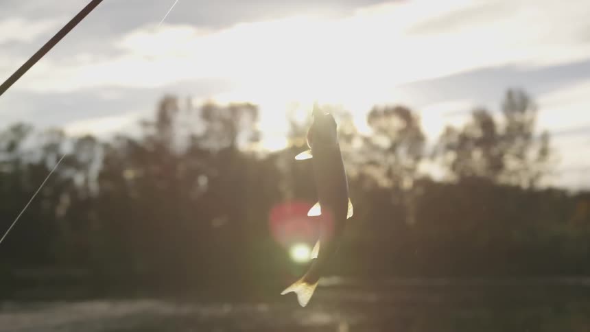 A fish dangling from a line on a sunny day at a lake