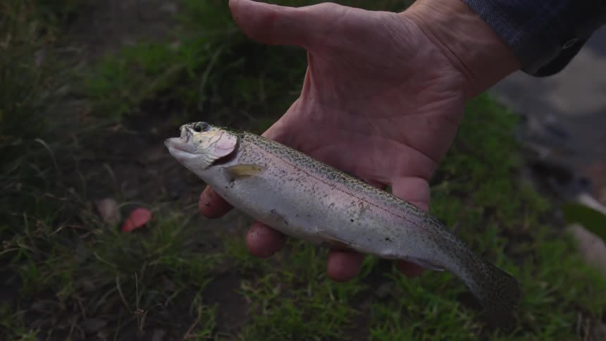 A man holds a live fish out of the water