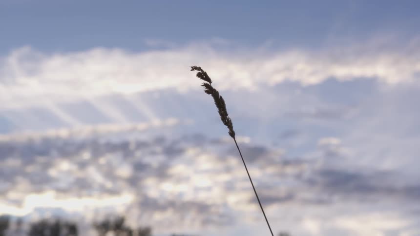 A single blade of wheat is seen before a beautiful set of white and purple clouds