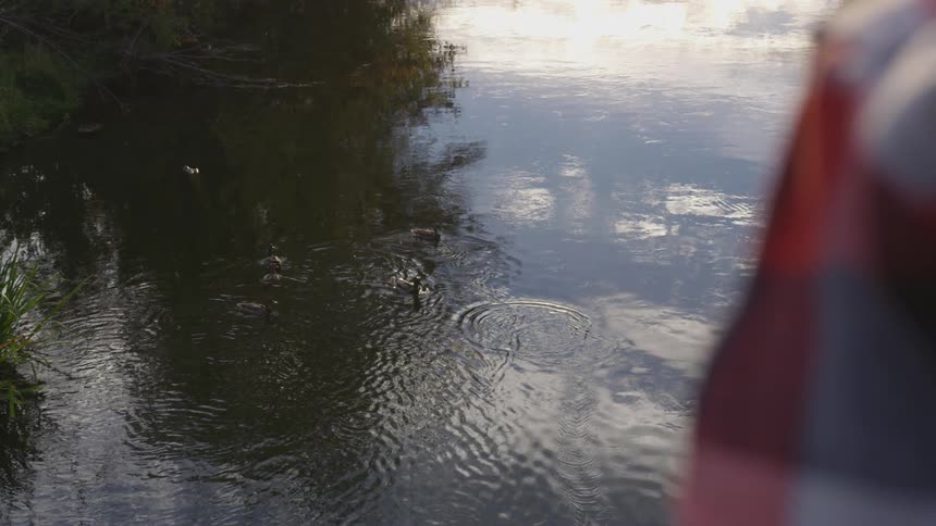 A boy watches a family of ducks swimming on a lake