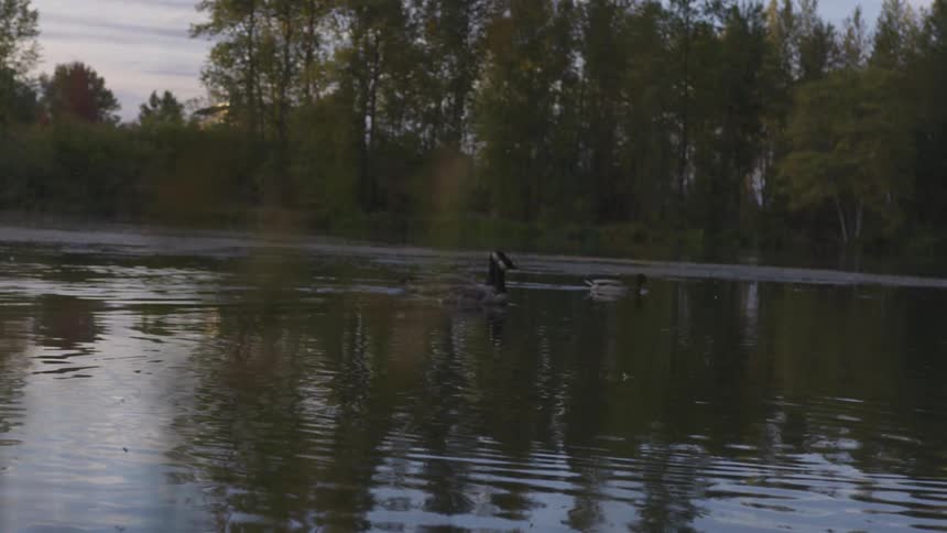 Three ducks swimming in a lake