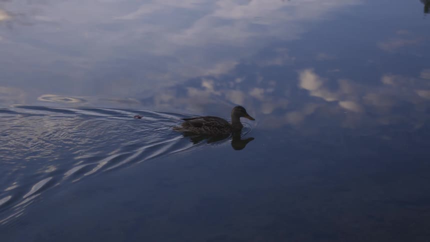 A duck glides along the still water of a river