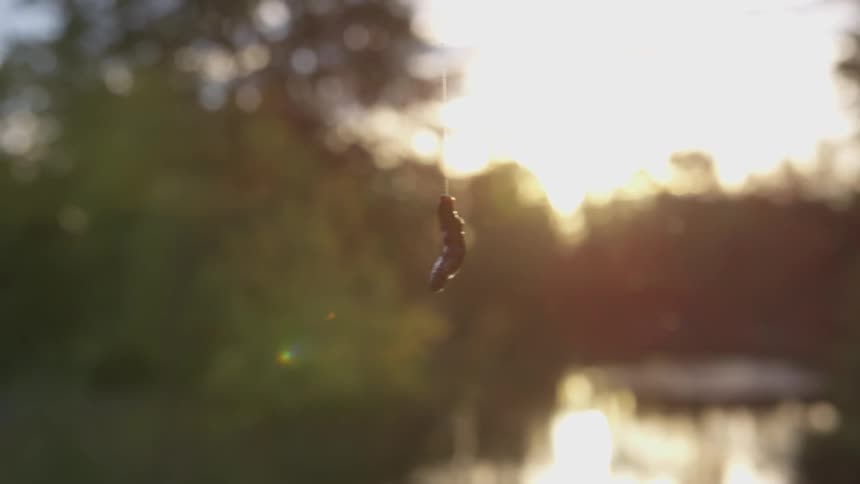 A worm hangs on a fishing line over a lake on a sunny day