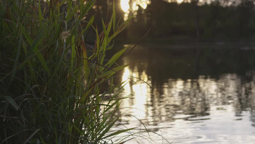 A gentling flowing river is seen behind some tall grass in the midst of a green forest as the sun is low in the sky