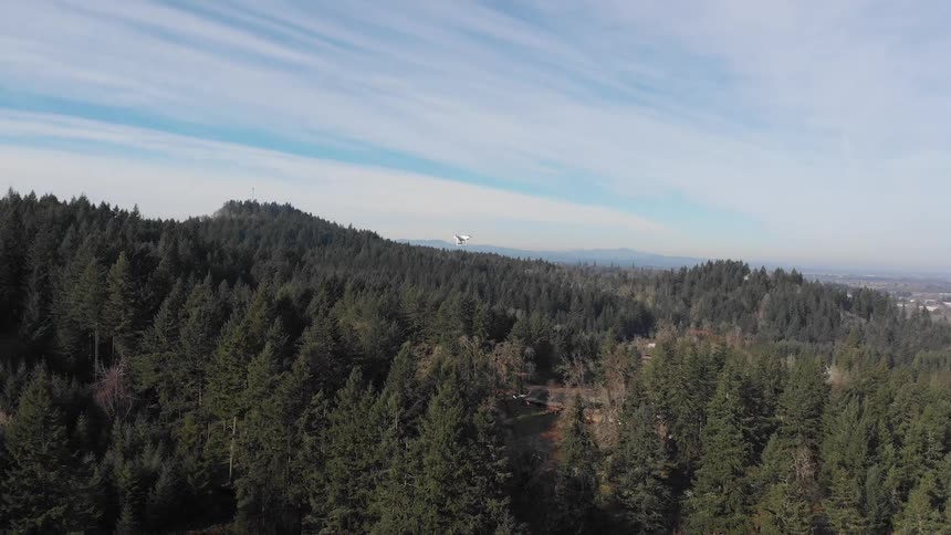 A forest of evergreen trees on a sunny day