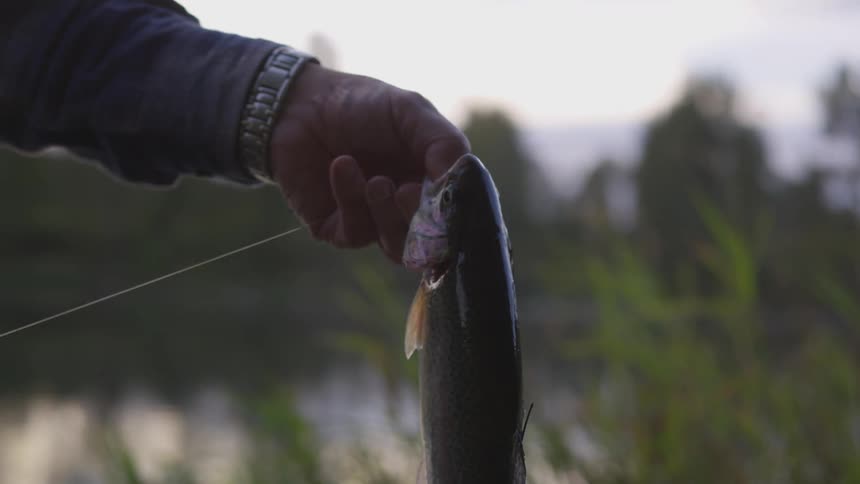 A man wearing a silver watch holds a fish from a fishing line near a lake