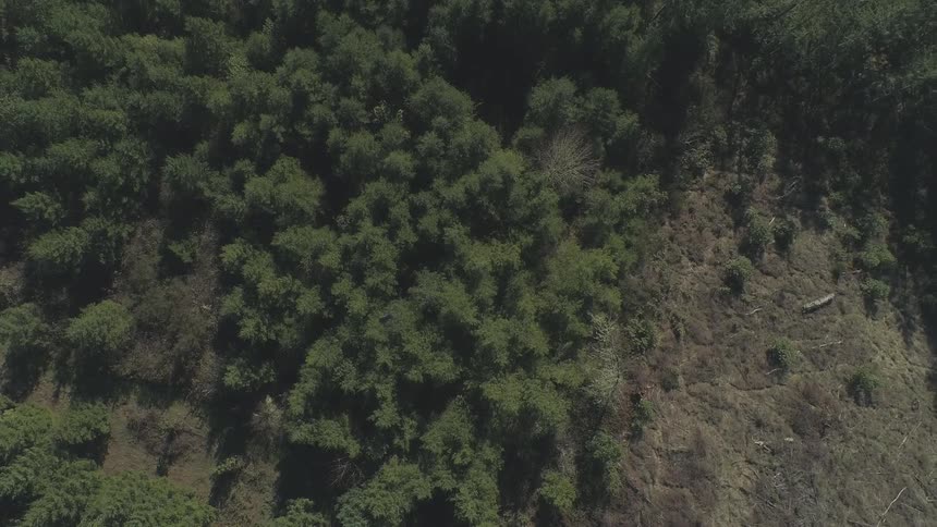 A dark quadcopter drone rotates in the air as it flies over a dense green forest