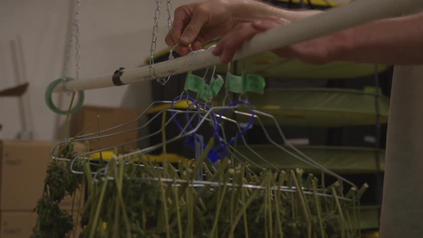 A man hangs hangers full of drying plants from a rod