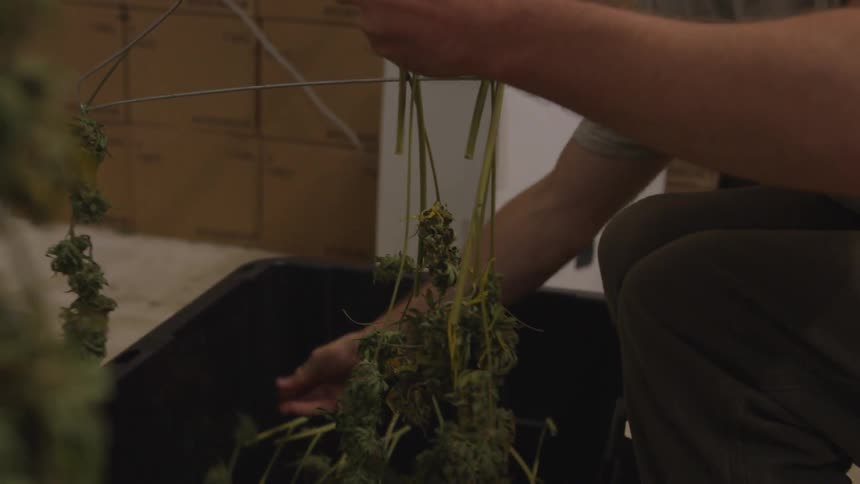 A man packs dried marijuana buds in a plastic tub