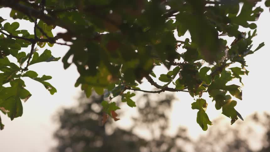 Sunset through leaves of a tree