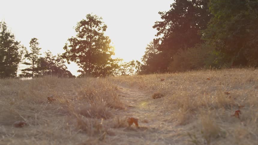 A narrow dirt trail climbs up a grassy slope towards trees