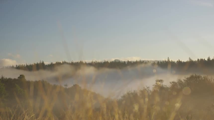 Fog fills area between trees and grasslands under a blue sky