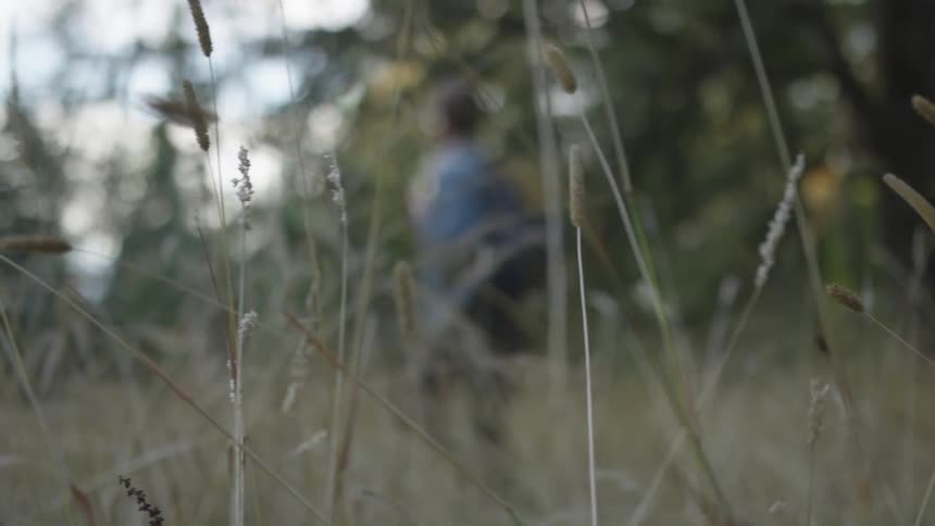 A man walks through tall grass near trees