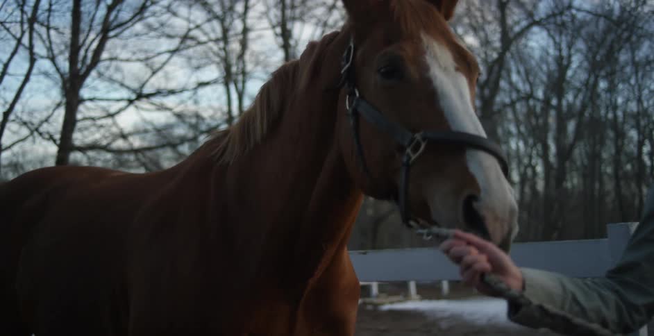 A woman leading a horse in a paddock on a cold day