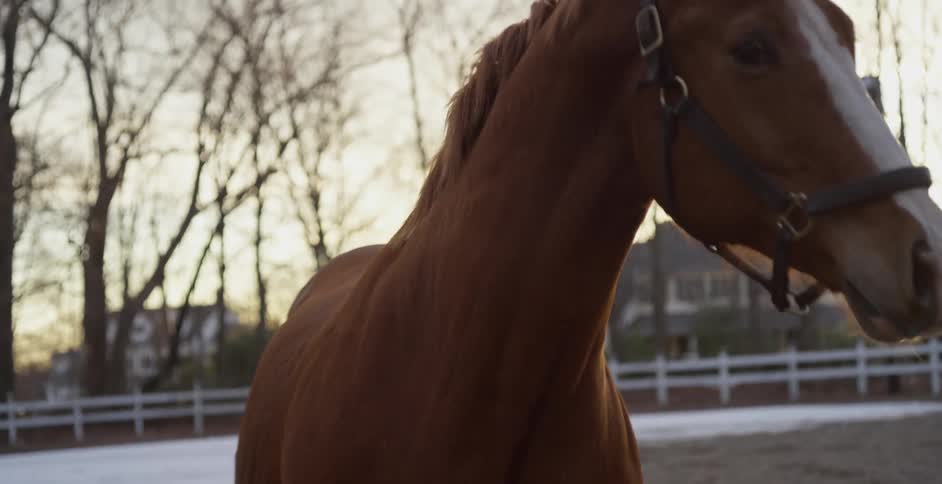 A horse runs around on a cloudy day