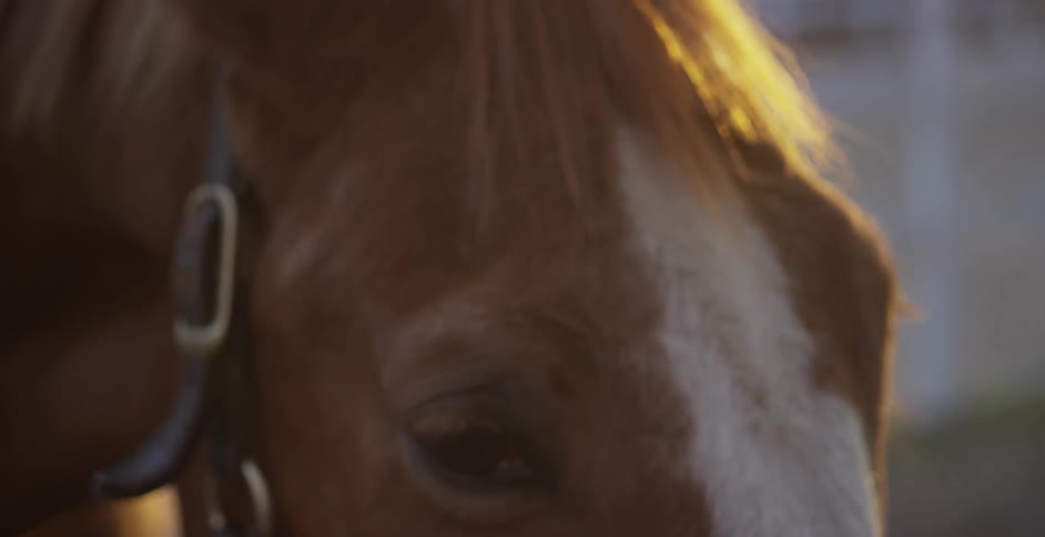 The sun shines on a horse wearing a bridle