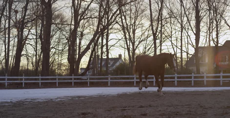 A horse runs across some snow onto dirt as the sun rises
