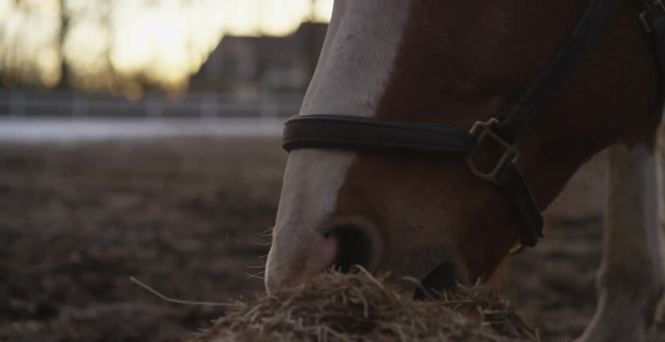 A horse grazing at sunset