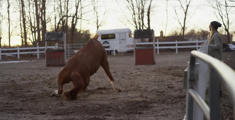 A horse rolling on its back and then standing and shaking off