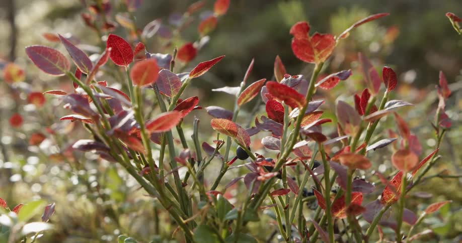 Bog bilberry in autumn colors