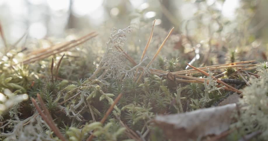 Backlit pine forest floor close up