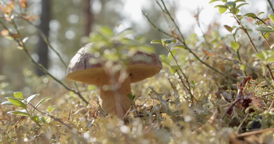 Mushroom on the forest floor