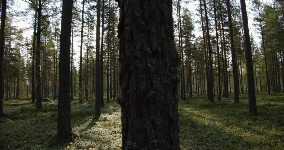 Pine Forest Scenics