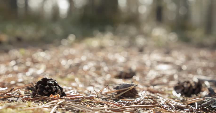 Pine cones on the forest floor
