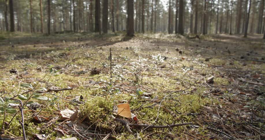 Pine Forest Scenics