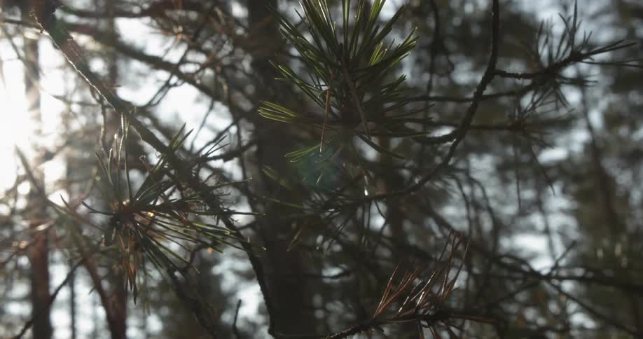 Backlit pine tree branches in the forest