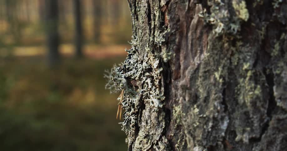 Pine tree bark and lichen in evergreen forest