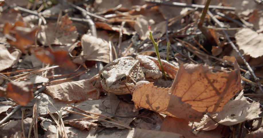 A frog sitting on brown leaves