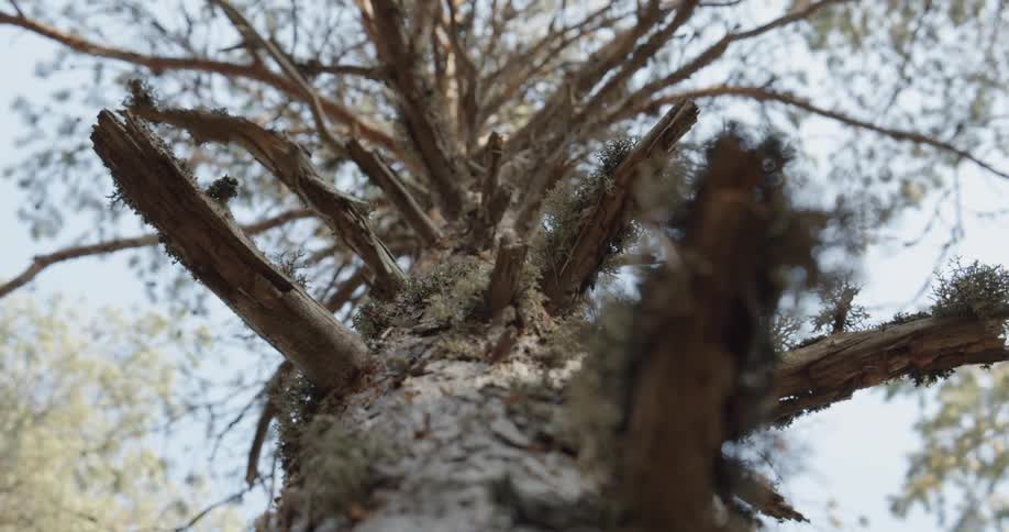 Pine Forest Scenics