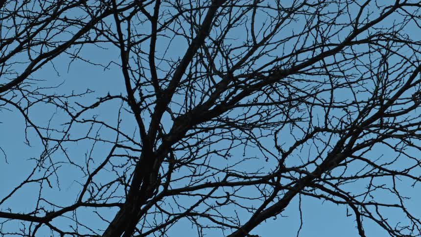 Tree branches are silhouetted against a bright blue sky