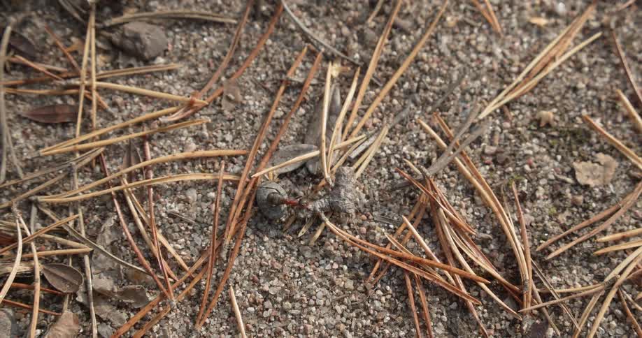 Ant carrying a heavy weight bigger than itself