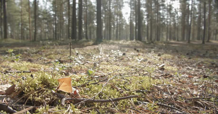 Single yellow leaf on the forest floor