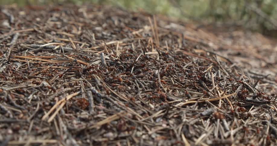 An ant nest teeming with life