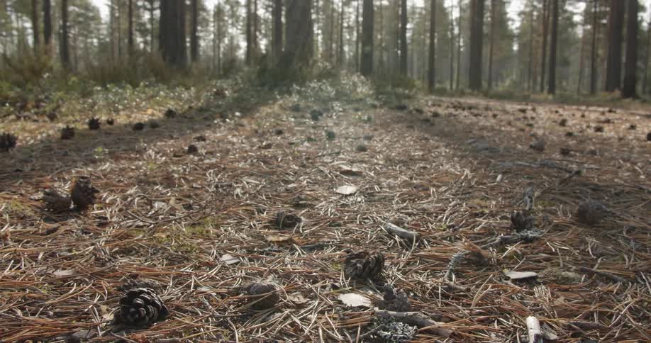 Pine Forest Scenics