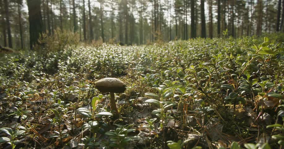 Pine Forest Scenics