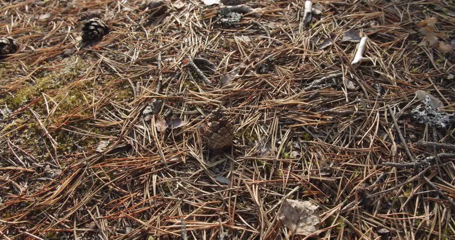 Pine cone nestled among pine needles