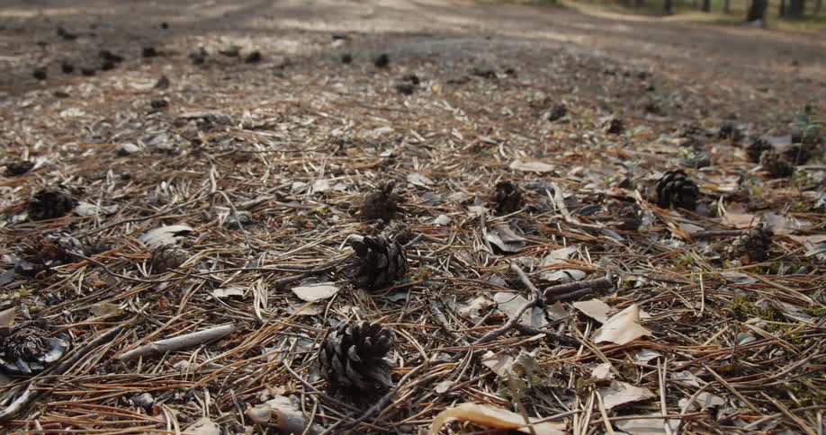 Pine cones and needles