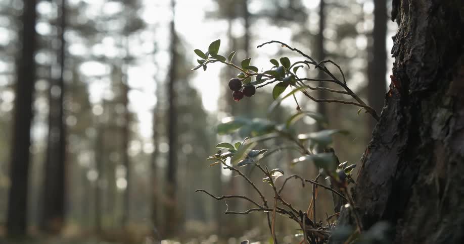 Lingonberry growing on a pine tree
