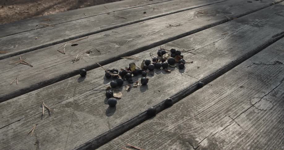 Blueberries on a camping table