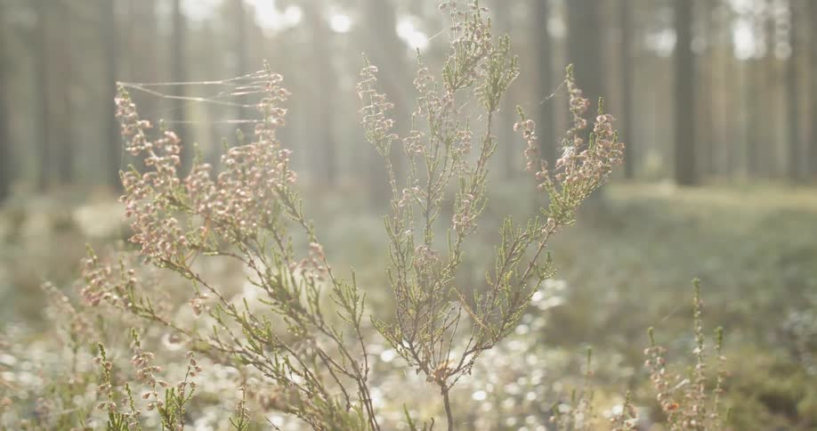 Calluna plant swaying in the wind